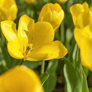 Tulip 'Yellow Purissima', Fosteriana Tulip 'Yellow Purissima', Fosteriana Tulips, Spring Bulbs, Spring Flowers, Yellow Tulip, Fosteriana tulip,Tulipa Yellow Purissima,Tulipe Yellow Purissima